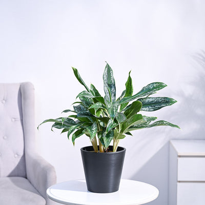 Aglaonema Queen Plant