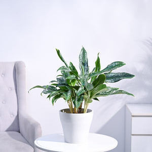 Aglaonema Queen Plant