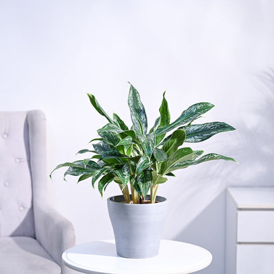 Aglaonema Queen Plant