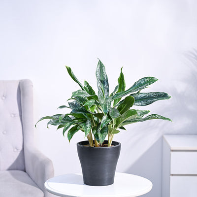 Aglaonema Queen Plant