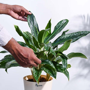 Aglaonema Queen Plant