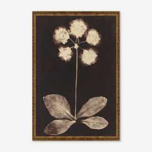 Botanical Photogram Print