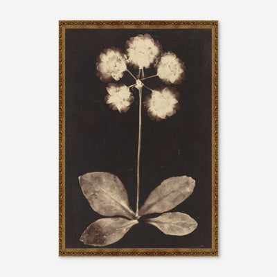 Botanical Photogram Print