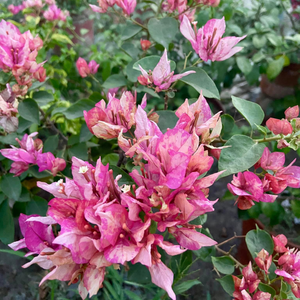 Bougainvillea Arjuna (Paper Flower) Rare Flowering Live Plant