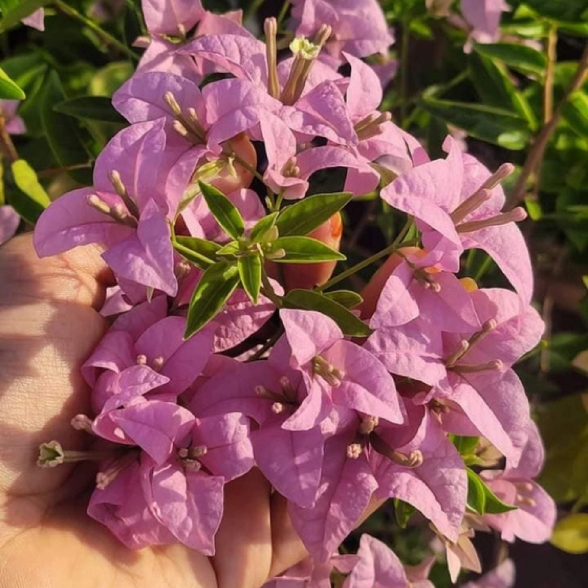 Bougainvillea Formosa Mini (Paper Flower) Rare Flowering Live Plant
