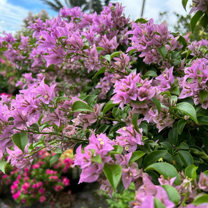 Bougainvillea Formosa Mini (Paper Flower) Rare Flowering Live Plant