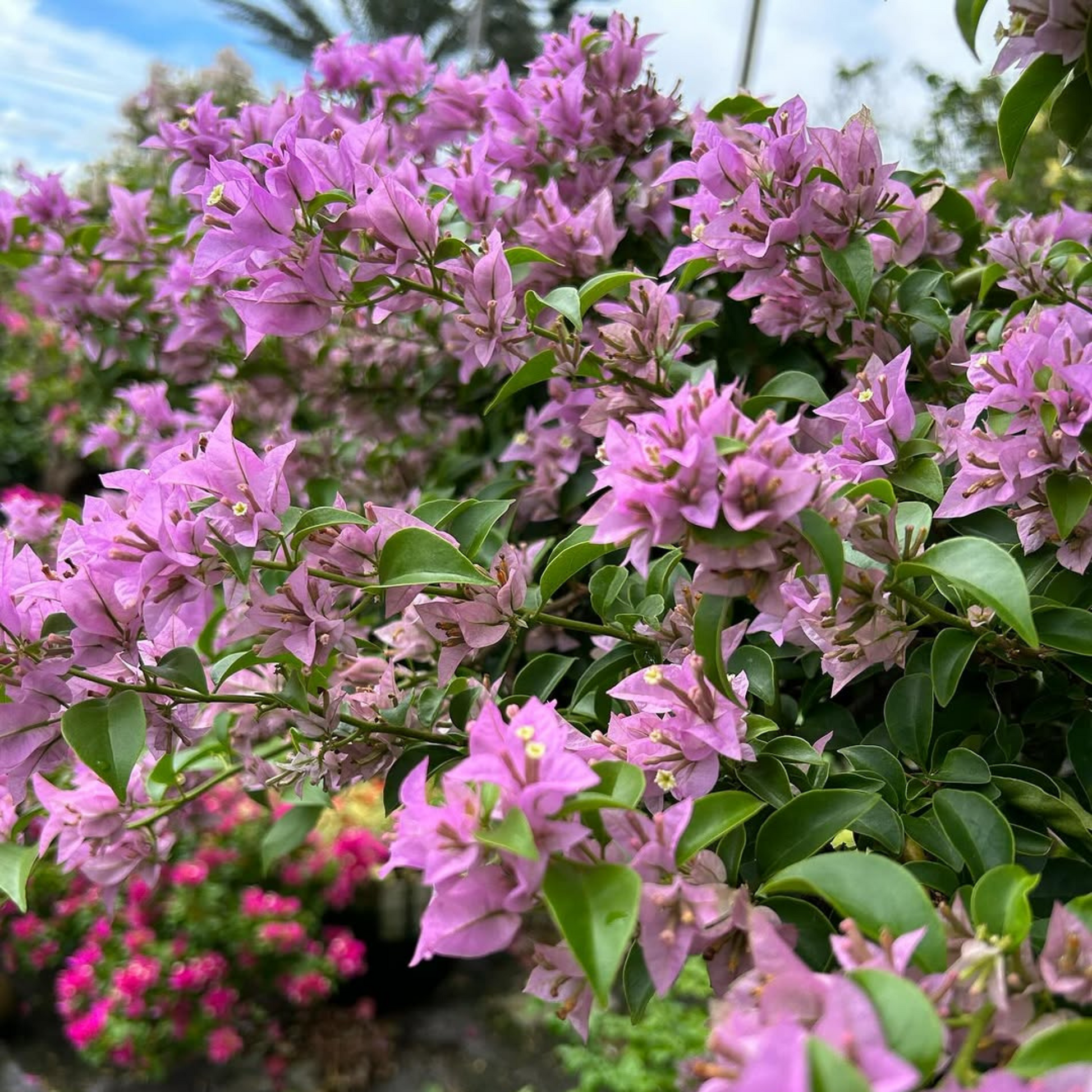 Bougainvillea Formosa Mini (Paper Flower) Rare Flowering Live Plant