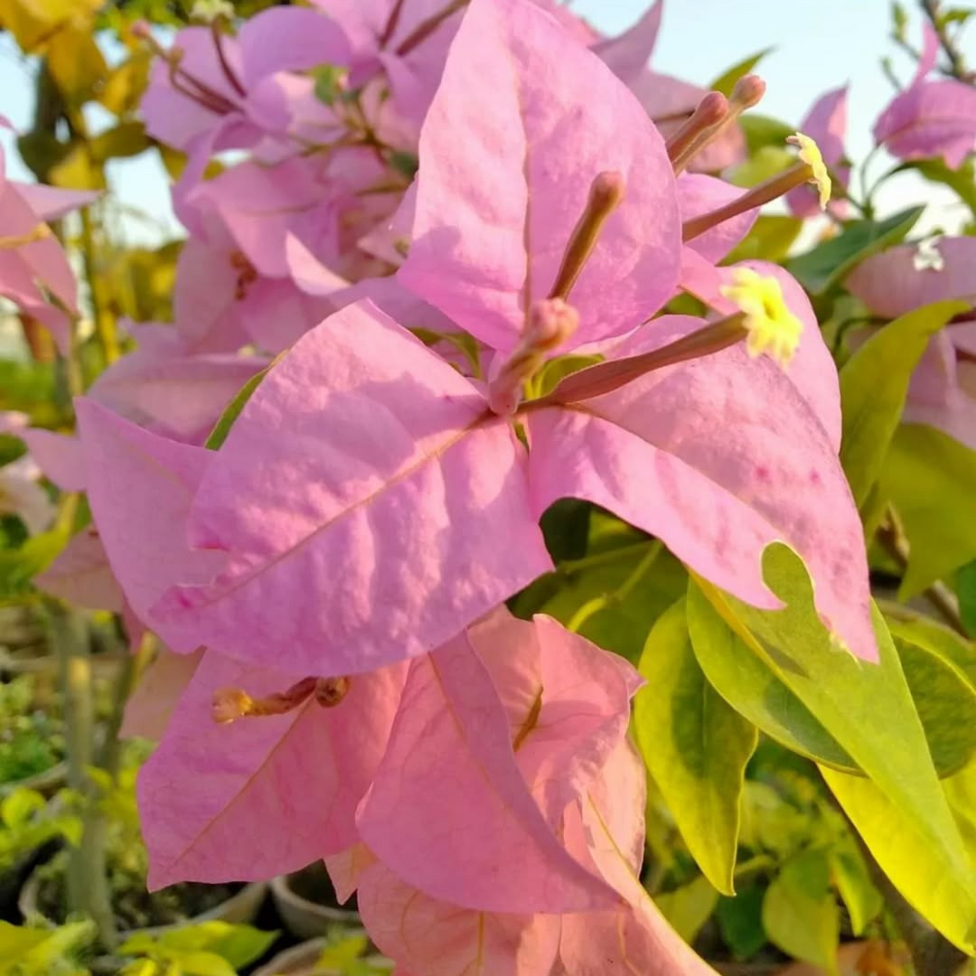 Bougainvillea Formosa (Paper Flower) Rare Flowering Live Plant