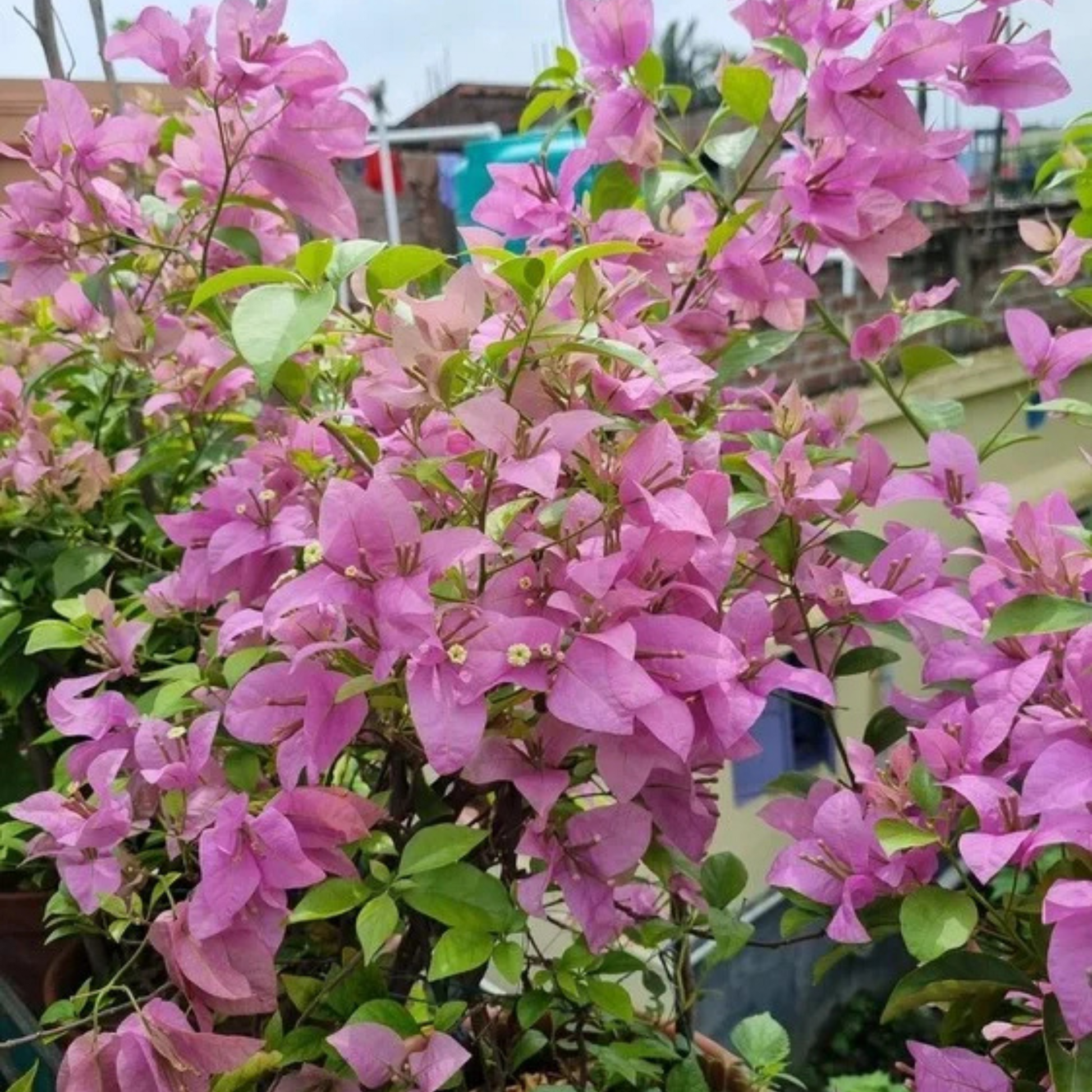 Bougainvillea Formosa (Paper Flower) Rare Flowering Live Plant