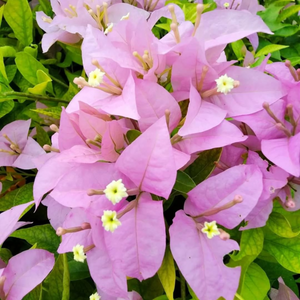 Bougainvillea Formosa (Paper Flower) Rare Flowering Live Plant