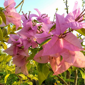 Bougainvillea Formosa (Paper Flower) Rare Flowering Live Plant