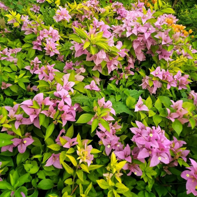 Bougainvillea Formosa (Paper Flower) Rare Flowering Live Plant