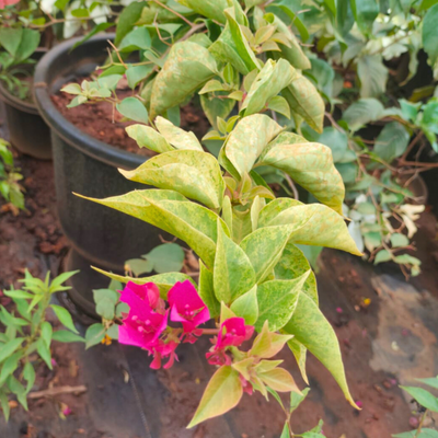 Bougainvillea Pink Multi Colour Leaf (Paper Flower) Rare Flowering Live Plant