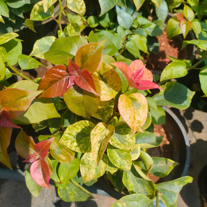 Bougainvillea Pink Multi Colour Leaf (Paper Flower) Rare Flowering Live Plant