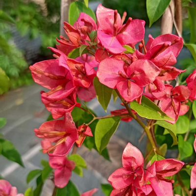 Bougainvillea Tanglong Orange (Paper Flower) Rare Flowering Live Plant