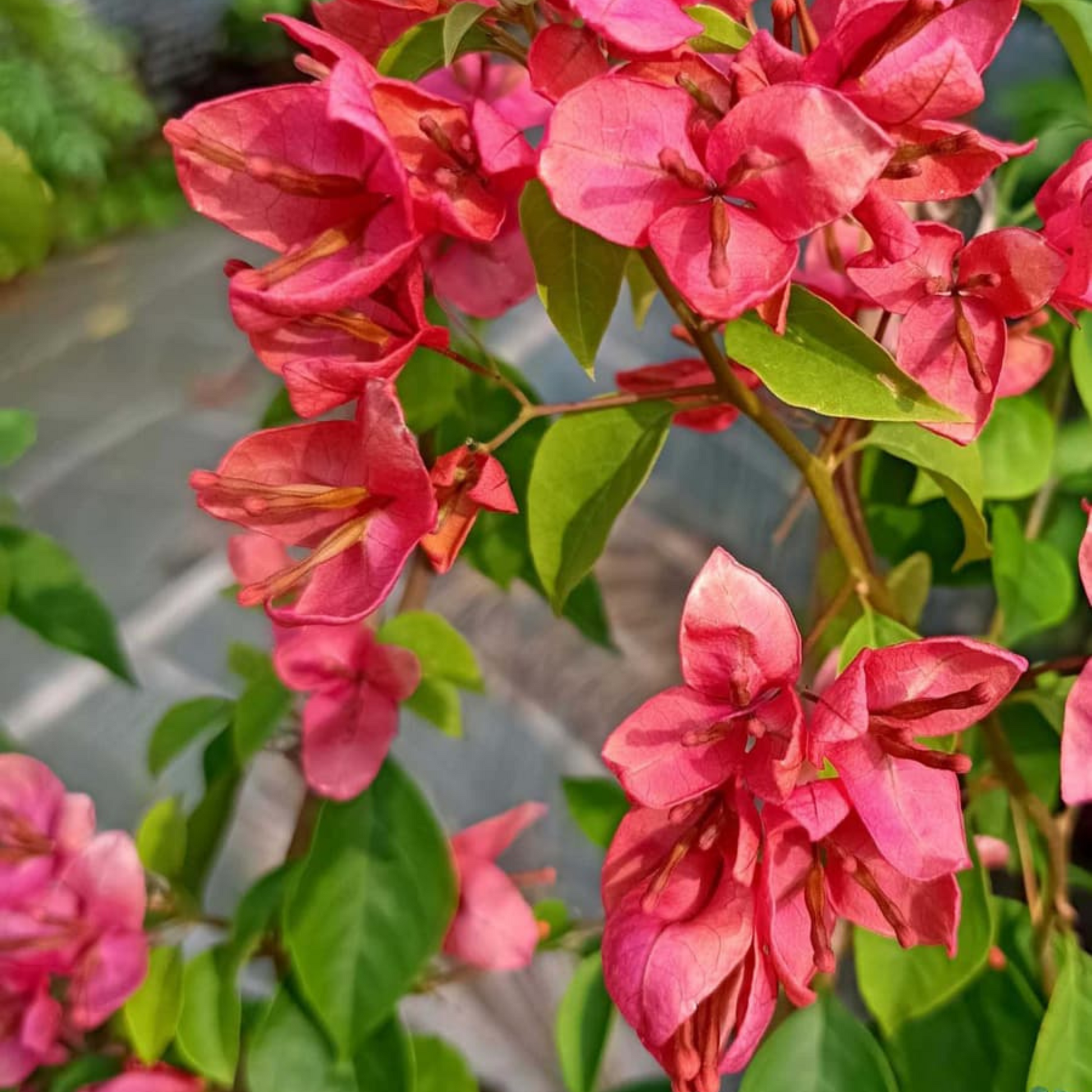 Bougainvillea Tanglong Orange (Paper Flower) Rare Flowering Live Plant