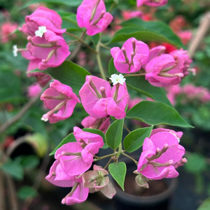 Bougainvillea Tanglong Pink (Paper Flower) Rare Flowering Live Plant