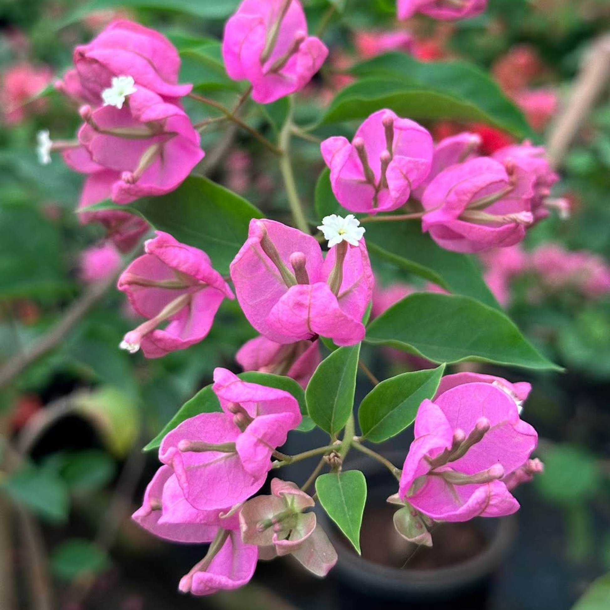 Bougainvillea Tanglong Pink (Paper Flower) Rare Flowering Live Plant