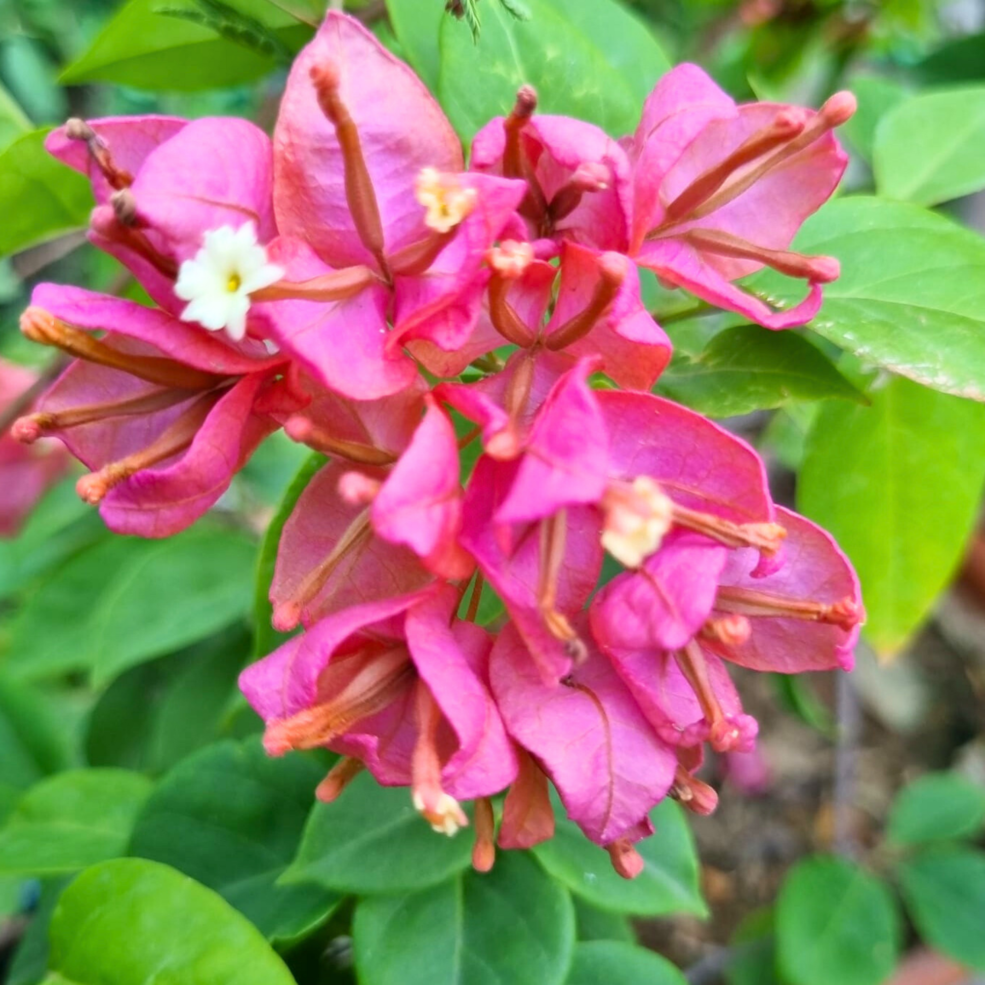 Bougainvillea Tanglong Pink (Paper Flower) Rare Flowering Live Plant