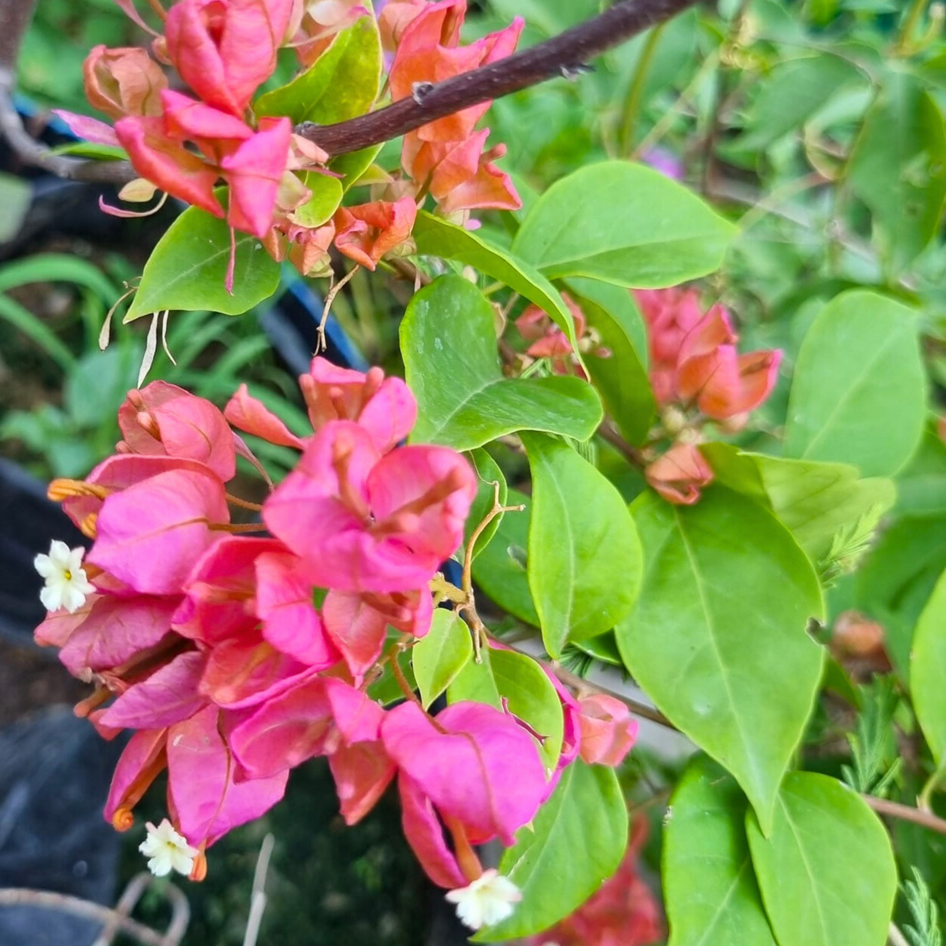 Bougainvillea Tanglong Pink (Paper Flower) Rare Flowering Live Plant