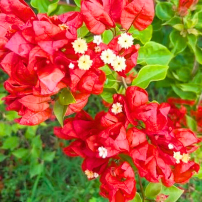 Bougainvillea Tanglong Red (Paper Flower) Rare Flowering Live Plant