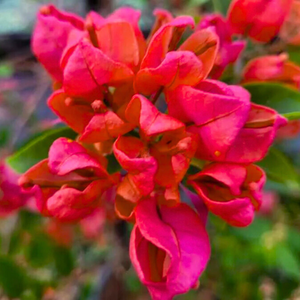 Bougainvillea Tanglong Red (Paper Flower) Rare Flowering Live Plant