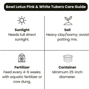Bowl Lotus Pink & White Tubers Combo