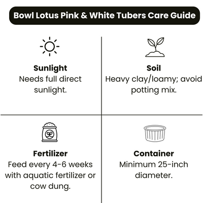 Bowl Lotus Pink & White Tubers Combo