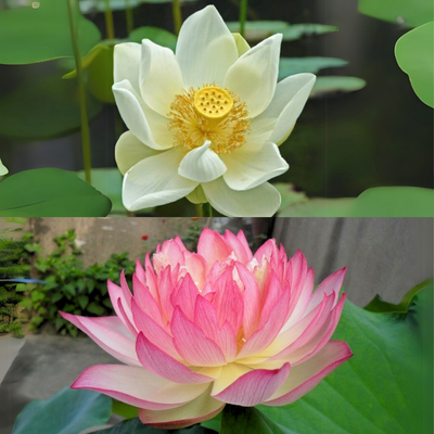Bowl Lotus Pink & White Tubers Combo