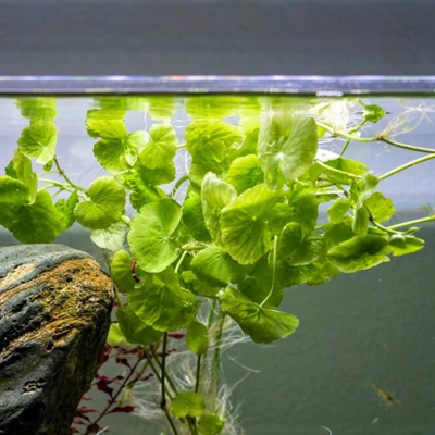 Brazilian Pennywort (hydrocotyle leucocephala) Aquarium Live Plant