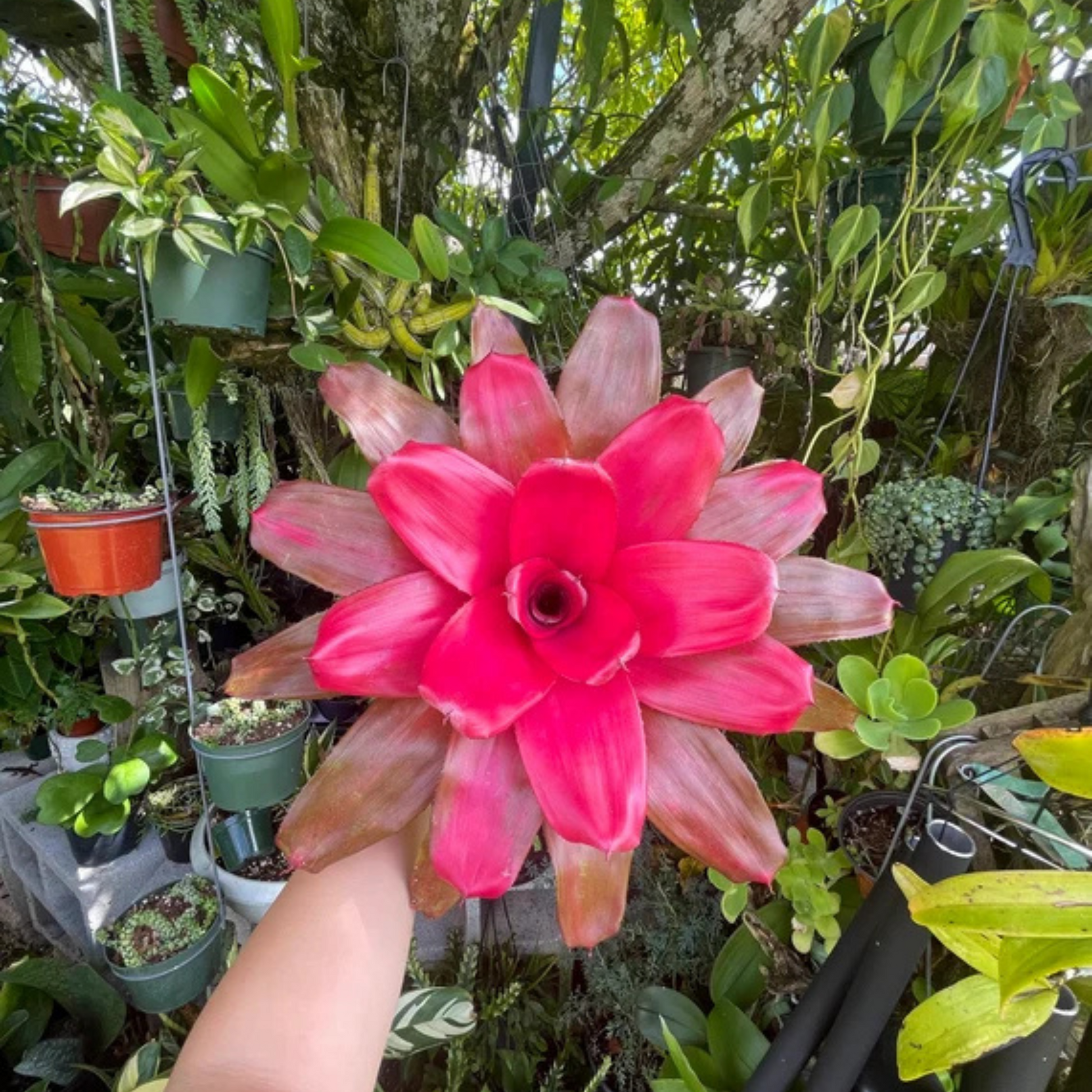 Bromeliad Neoregelia Magali Indoor/Outdoor Live Plant