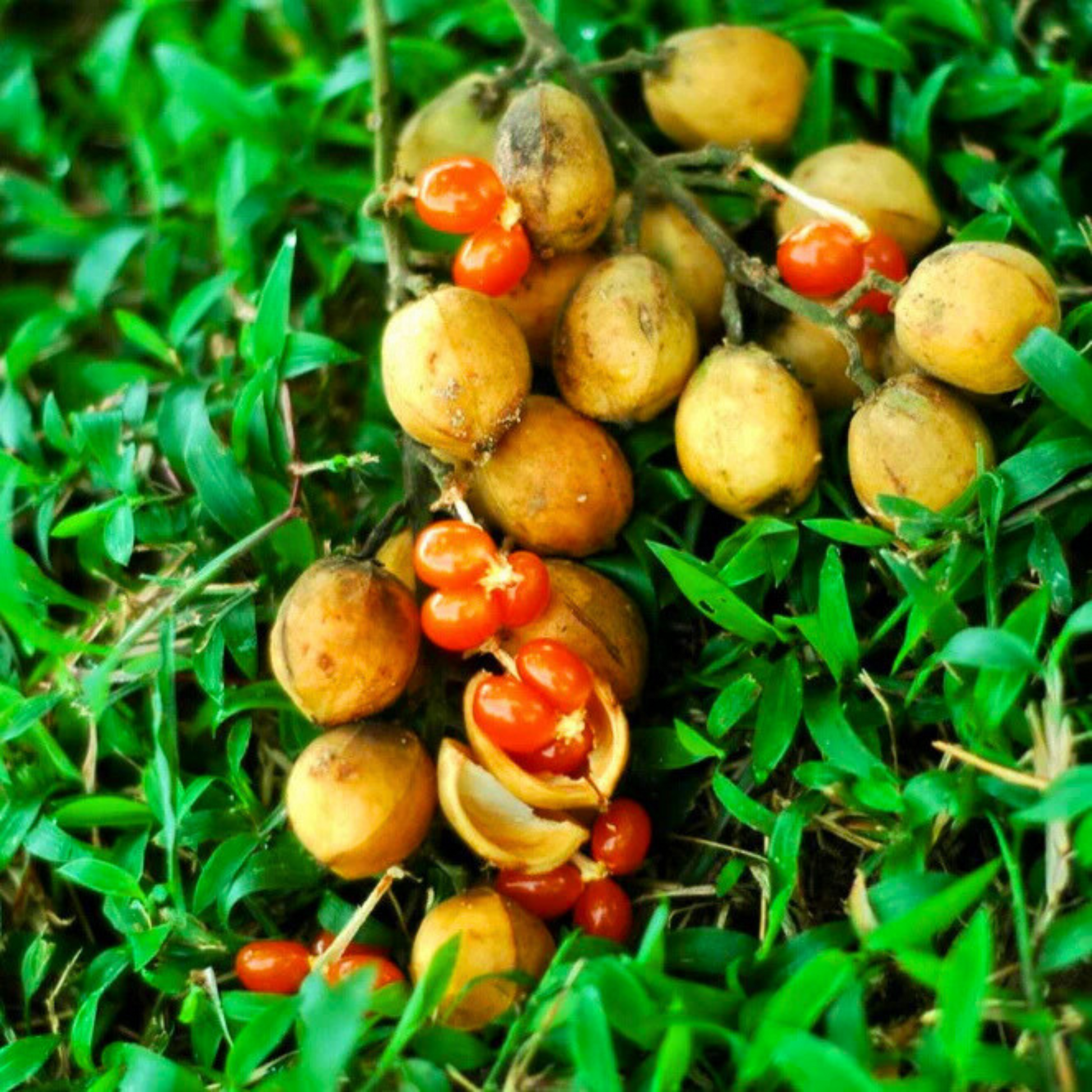Buah Jentik (Baccaurea polyneura) Fruit Live Plant