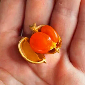Buah Jentik (Baccaurea polyneura) Fruit Live Plant