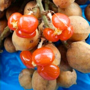 Buah Jentik (Baccaurea polyneura) Fruit Live Plant