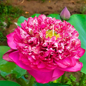 Bucha Lotus Tuber