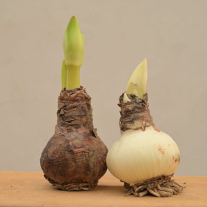 Amaryllis (Amar lily) flower bulb - Red