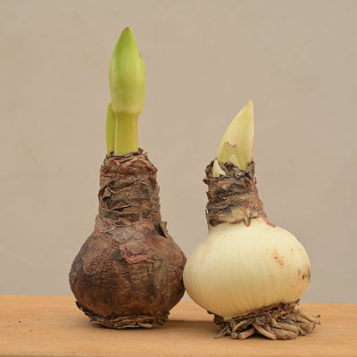 Amaryllis (Amar lily) flower bulb - Red