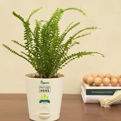Fern Button Plant For Environment Day Gifting