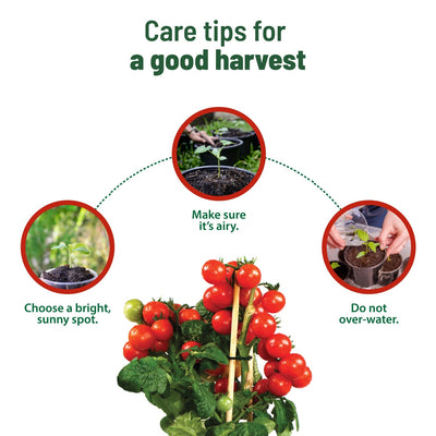 Treasures Cherry Tomato Kit