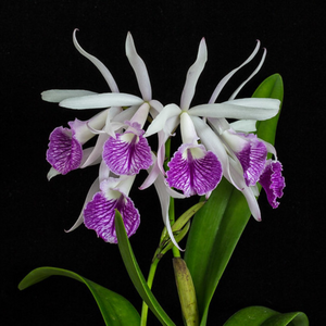 Cattleya Intermedia x Morning Glory