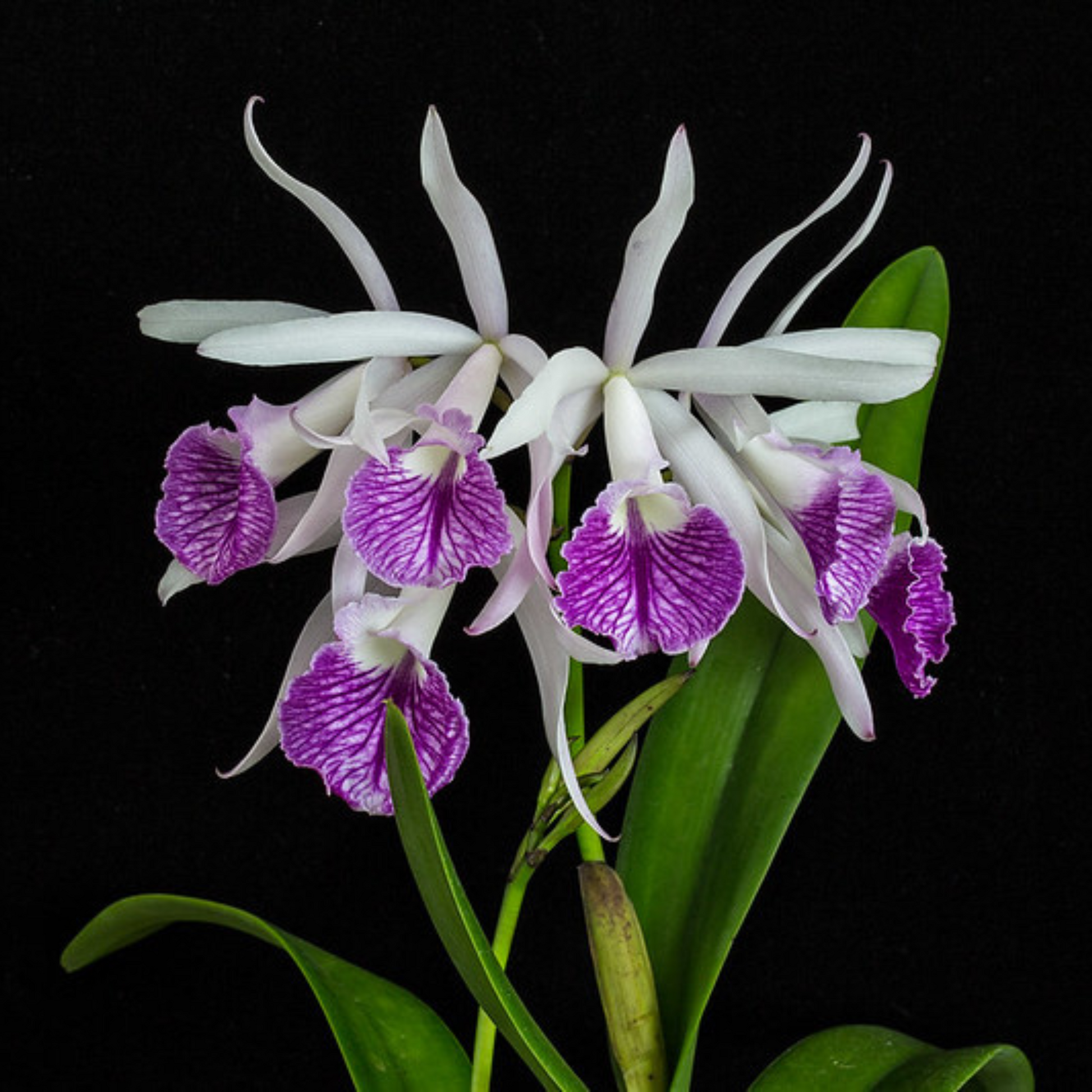 Cattleya Intermedia x Morning Glory