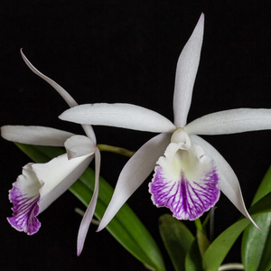Cattleya Intermedia x Morning Glory