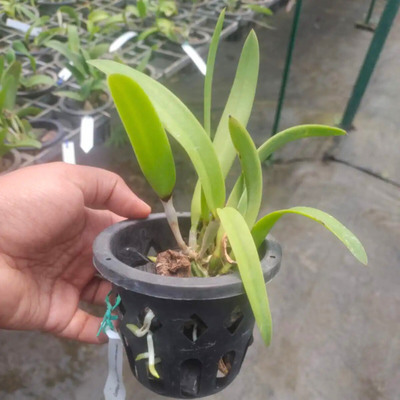Cattleya Intermedia x Morning Glory
