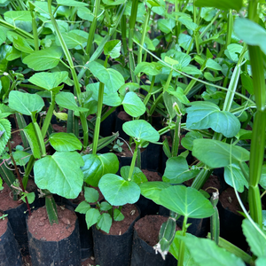 Changalamparanda / Adamant Creeper (Cissus quadrangularis) Medicinal Live Plant