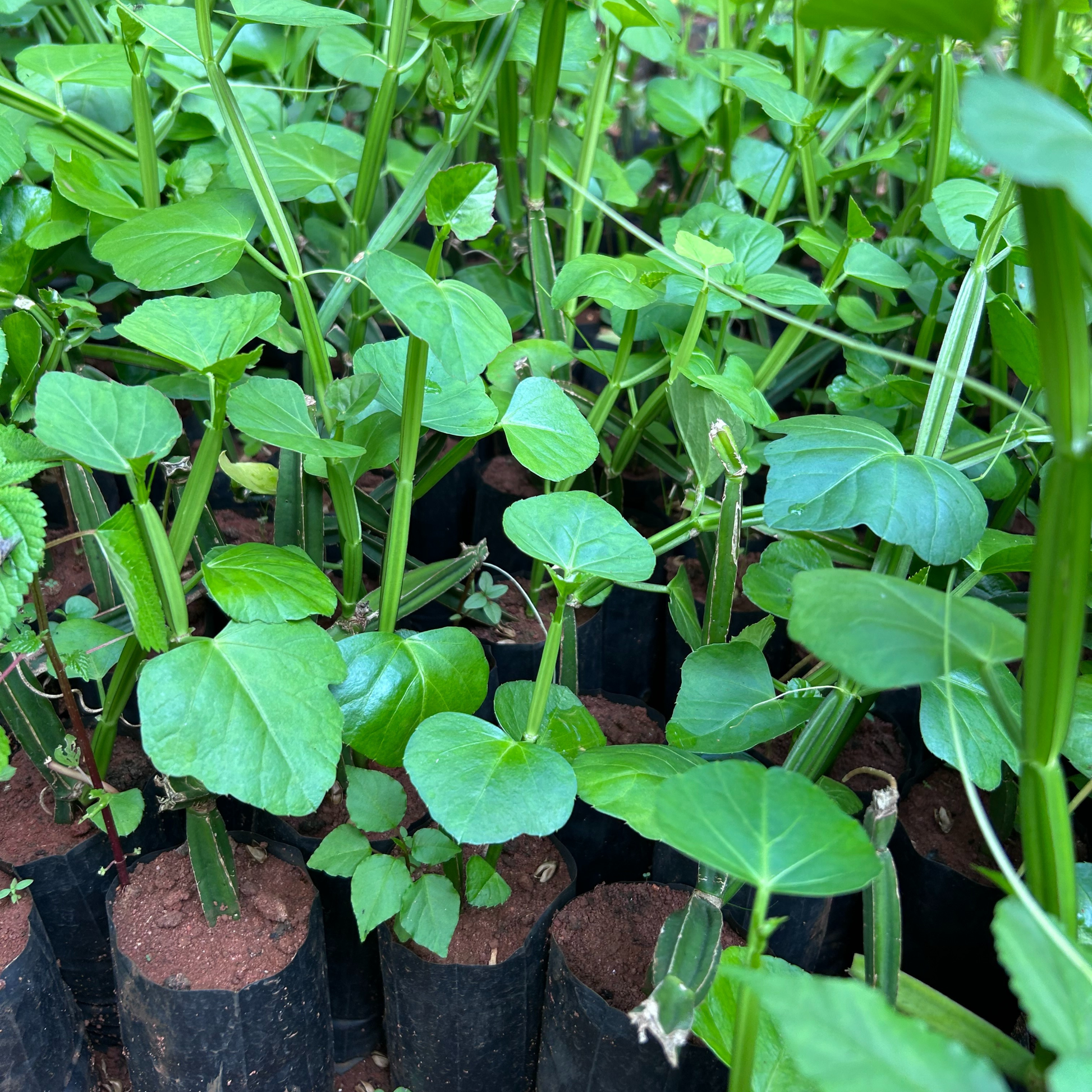 Changalamparanda / Adamant Creeper (Cissus quadrangularis) Medicinal Live Plant