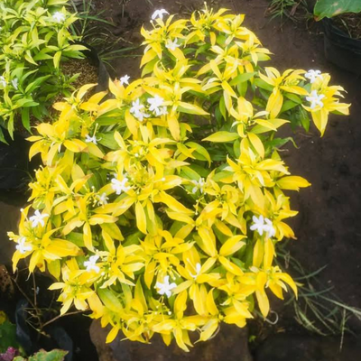 Chinese Tiger Yellow (Golden Mini Nandyarvattam) Flowering Live Plant