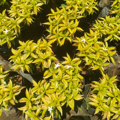 Chinese Tiger Yellow (Golden Mini Nandyarvattam) Flowering Live Plant