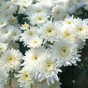 Chrysanthemum White Flowering Live Plant
