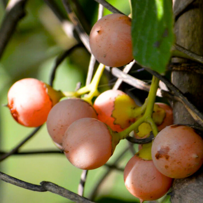 Clammy Cherry (Cordia dichotoma) Rare Fruit Live Plant