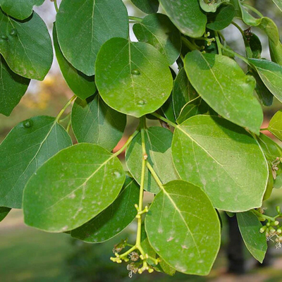 Clammy Cherry (Cordia dichotoma) Rare Fruit Live Plant